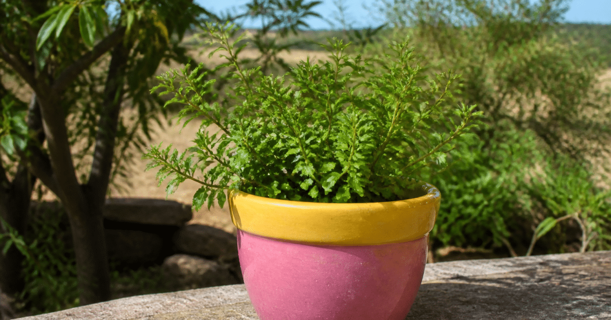Pot de fleurs coloré contenant plante verte rustique en extérieur