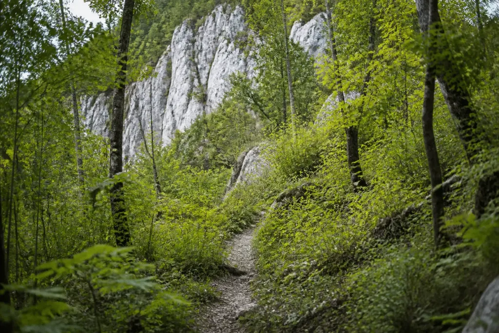 Sentier forestier montant vers falaises calcaires blanches