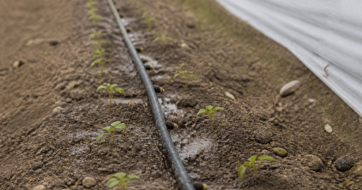 Tuyaux connectes au sol avec goutteurs espaces regulierement